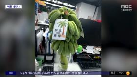 [와글와글] '녹색 바나나' 불티‥사무실서 과일 키우는 중국 직장인들
