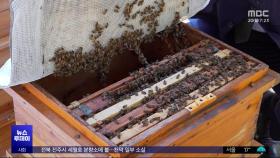 잇단 꿀벌 집단 폐사‥외딴섬에 만든 '꿀벌 방주'