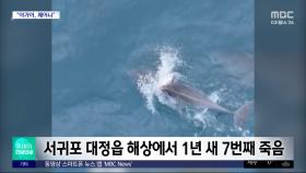 [와글와글] 축 늘어진 새끼 업고 몸부림‥남방큰돌고래의 모정