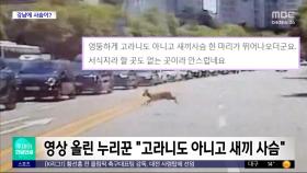 [와글와글] 서울 강남 8차선 도로에 사슴이? 