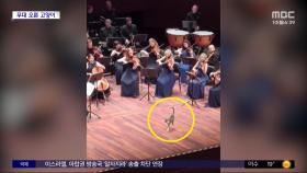 [와글와글] 오케스트라 공연 중에 갑자기 나타난 고양이