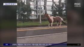 [와글와글] 자유로에 웬 말이?‥ 사육장 탈출한 말 역주행 소동