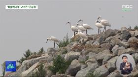 [지구한바퀴] 멸종위기종 노니는 영종도 인공섬‥