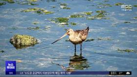 국제보호조류, 울산 해안 가서 잇따라 발견