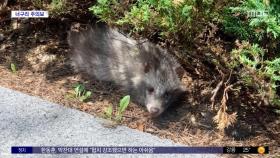 [와글와글] 인천 송도서 너구리 출몰 잇따라