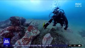 연둣빛 해초 속 '커피 봉지'‥동해 바다 '몸살'