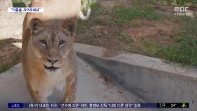 [와글와글] 사자 '바람이' 딸도 청주 동물원서 새출발