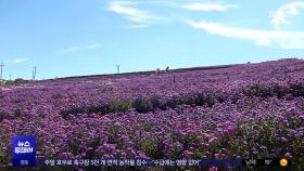 '지각'이지만 가을꽃은 활짝‥이번 주까지 절정