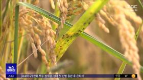 수확 앞두고 '중국발 벼멸구 습격'에 초토화