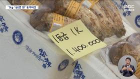 1kg에 160만 원 '금값'된 송이버섯‥송이빵에 송이 실종