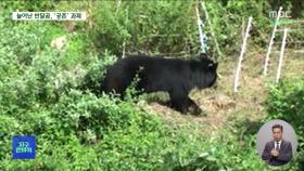 [지구한바퀴] 반달가슴곰 복원 20년‥꿀 훔쳐도 '공존' 머리 맞대야