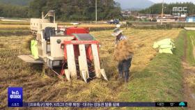 논 마를 때쯤 또 '비'‥벼 추수 못해 발 '동동'