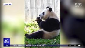 [이 시각 세계] 중국 판다 기지, 푸바오 최신 영상 공개