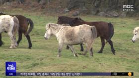 제주마는 겨울 채비‥한라산엔 첫 '상고대'