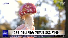 [이 시각 세계] 동일본산 야생 버섯 28% 세슘 기준 초과