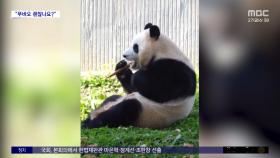 [와글와글] 죽순 먹으며 '덜덜'‥푸바오 '건강 이상설' SNS 강타