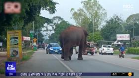 [이 시각 세계] 태국 정부, 야생 코끼리 피해 늘자 피임주사 접종