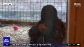 [이 시각 세계] 여객기 화물칸서 '밀수' 새끼 고릴라 구조