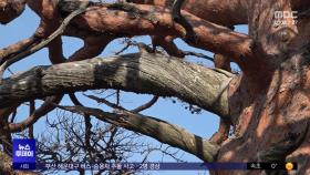 대왕금강송도 '바싹'‥소나무 집단 고사 비상
