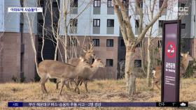 [와글와글] 아파트 단지·인근 공원 뛰노는 사슴들
