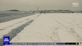 연휴 중 내린 40cm 폭설‥피해 복구 '막막'