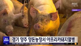 경기 양주 양돈농장서 아프리카돼지열병