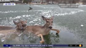 [와글와글] 드론 띄워 얼음 호수에 갇힌 사슴 구조