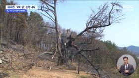 900살 은행나무 잿더미로‥국가유산도 화마 피해