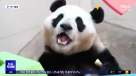 [이 시각 세계] 중국 판다기지 