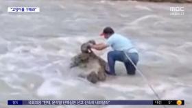 [와글와글] 불어난 강물에 고립된 고양이 구출 작전