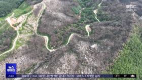 '산길'이 산불 피해 줄인다?‥