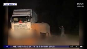 [와글와글] 새끼 덮친 트럭에 기대 우는 어미 코끼리