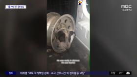[와글와글] 자동차 휠에 끼어 '낑낑'‥강아지 구조