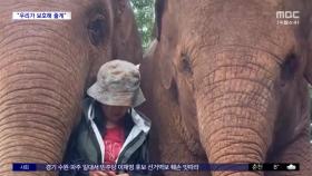 [와글와글] 폭우 쏟아지자 사육사 감싸주는 코끼리들