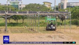 논 위의 태양광‥벼 농사와 전력생산 동시에