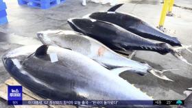 최북단 동해‥아열대 어종 '참다랑어' 한가득