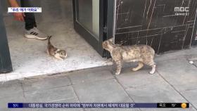 [와글와글] 아기 고양이 물고 직접 동물 병원 찾아가