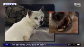 [와글와글] 사유지 침입해 반려견에 '비비탄' 총 난사