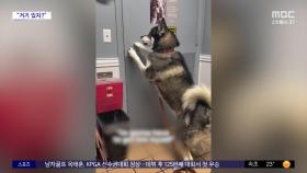 [와글와글] 동물병원 방문한 허스키 형제‥한 마리 들어가자 안절부절