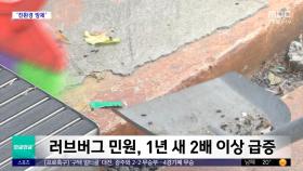 [와글와글 플러스] 올해도 '러브버그' 출몰‥살충제 안 쓴다