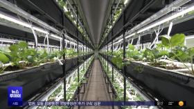 도심 지하보도를 농장으로‥'딸기 스마트팜'