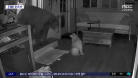[와글와글] 주택에 침입한 큰 '곰' 한 마리