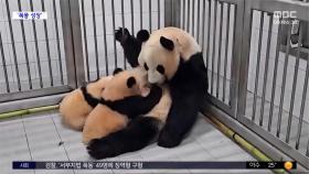 [와글와글] '푸바오 동생' 쌍둥이 판다, 벌써 두 돌