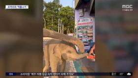 [와글와글] 새끼 코끼리가 무더위를 이기는 방법은?