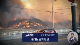 [스트레이트 예고] 불타는 숲의 진실