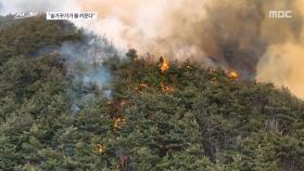 [스트레이트] 불타는 숲의 진실