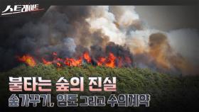 [스트레이트 예고] 불타는 숲의 진실-숲가꾸기, 임도 그리고 수의계약