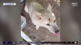 [와글와글] '에어컨 실외기 15대 사이' 폭염 속 견사