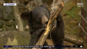 [와글와글] 이탈리아 남성, 루마니아서 '곰' 습격에 사망