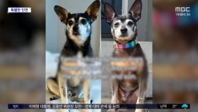 [와글와글] '똑 닮은' 강아지 두 마리, 한 여성에 입양돼